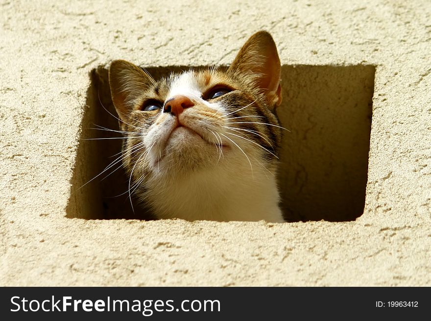 A cat peeking out from a hole in the wall. A cat peeking out from a hole in the wall.