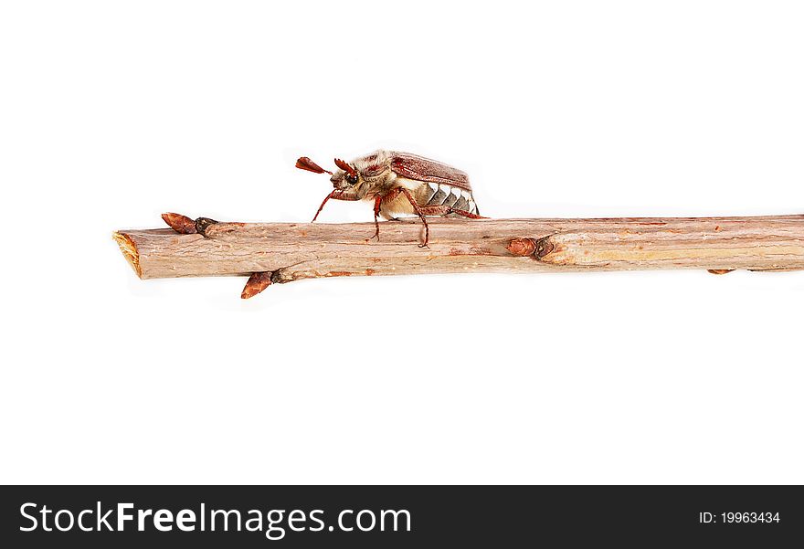 The bug a May cockchafer sits on a tree branch. The bug a May cockchafer sits on a tree branch