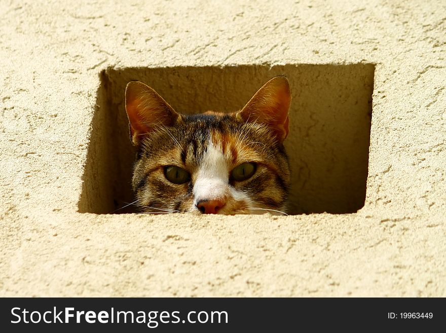 A cat peeking out from a hole in the wall. A cat peeking out from a hole in the wall.