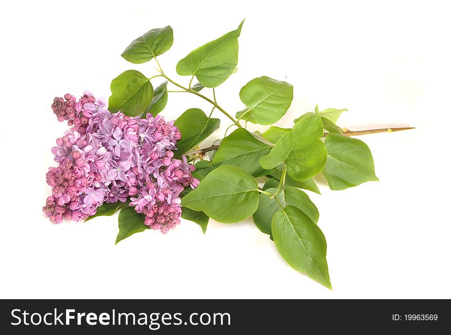 The Branch Of A Blossoming Lilac