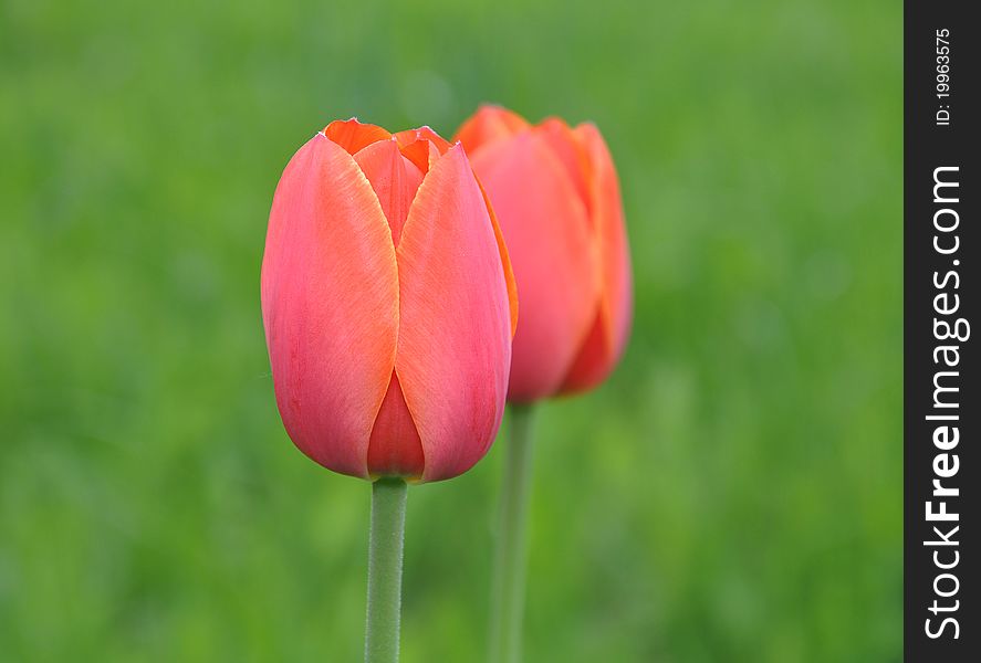 Red tulips grow in a green grass