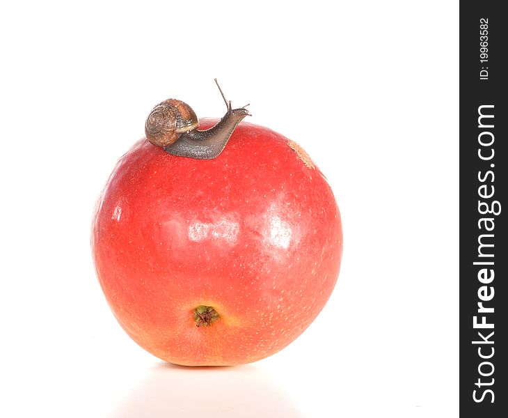 The snail creeps on a red apple the isolated. The snail creeps on a red apple the isolated