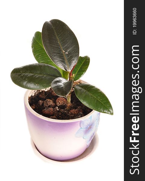 The Ficus Grows In A Pot