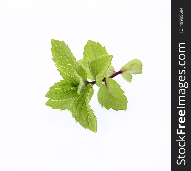 Mint twig on a white background