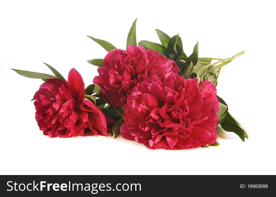 The bouquet of peonies lies on a table