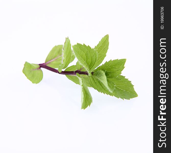 Mint twig on a white background