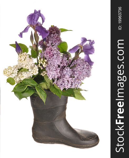 Flowers of a lilac, iris stand in a boot. Flowers of a lilac, iris stand in a boot