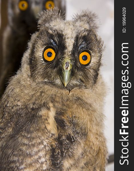 Young long-eared owl in a wildlife sanctuary. Young long-eared owl in a wildlife sanctuary