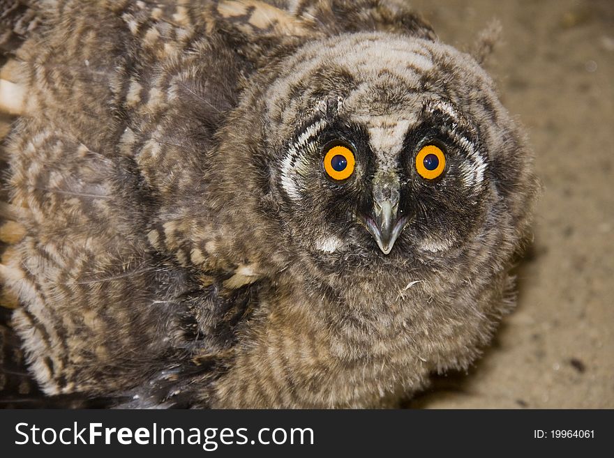 Young long-eared owl in a wildlife sanctuary. Young long-eared owl in a wildlife sanctuary