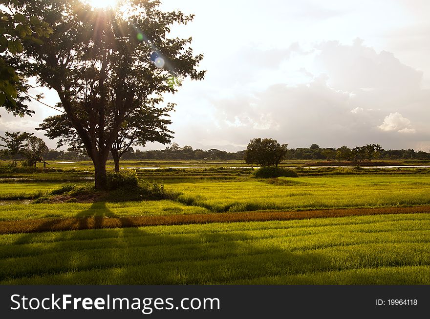 Rain Tree In Rice Field