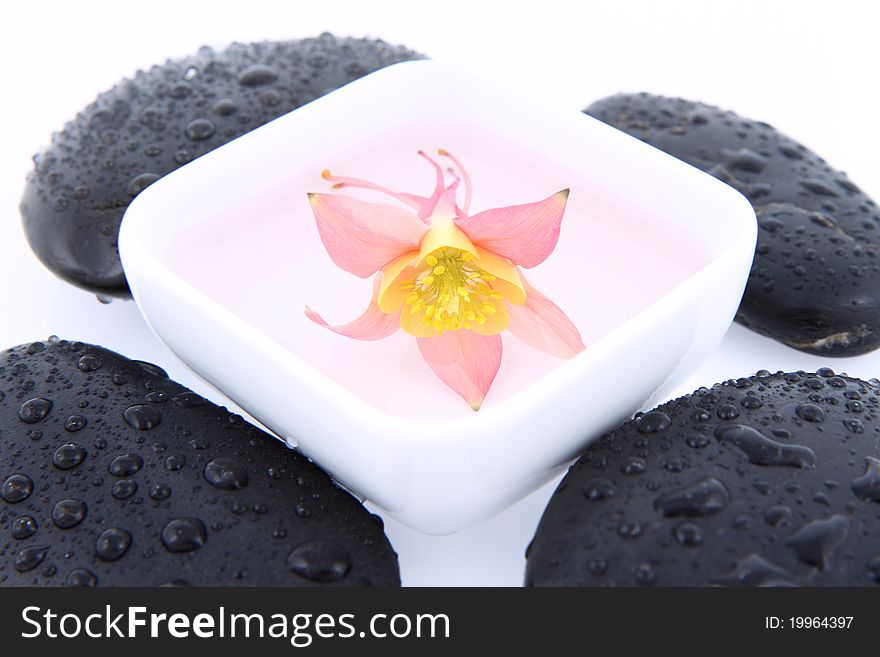 Columbine flower floating in a bowl and spa stones on white. Columbine flower floating in a bowl and spa stones on white