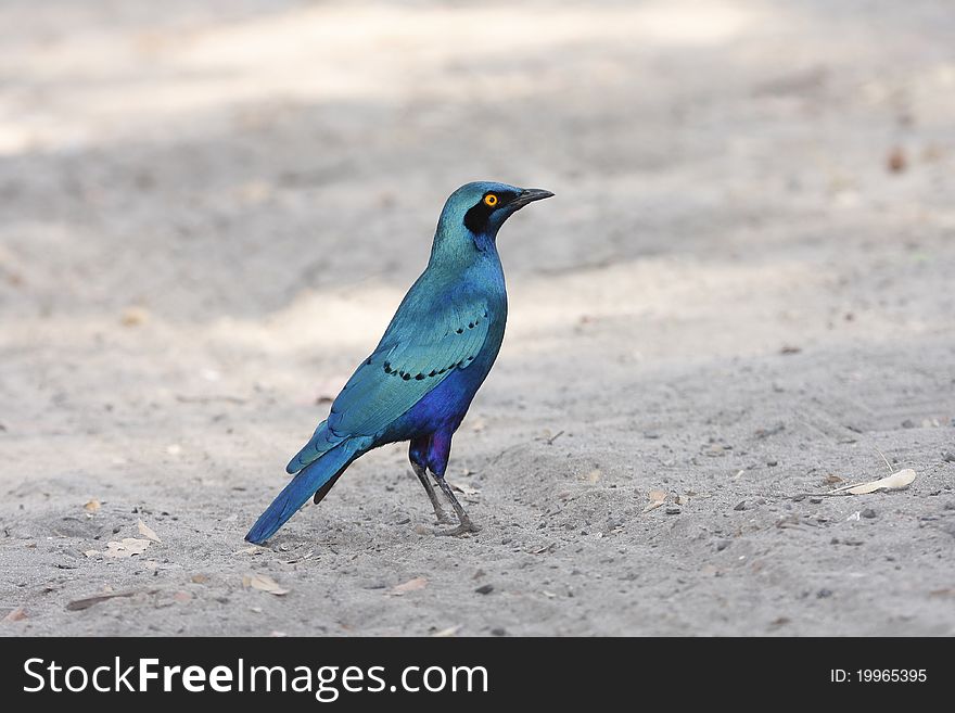 Greater Blue Eared Starling, indigenous to Botswana, South Africa. Greater Blue Eared Starling, indigenous to Botswana, South Africa