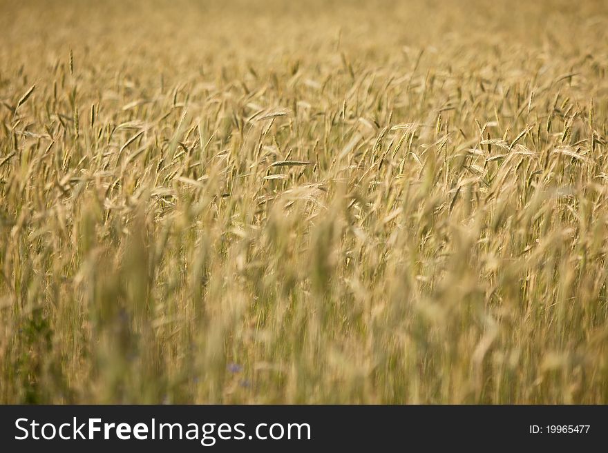 Field of corn, grain, summertime,