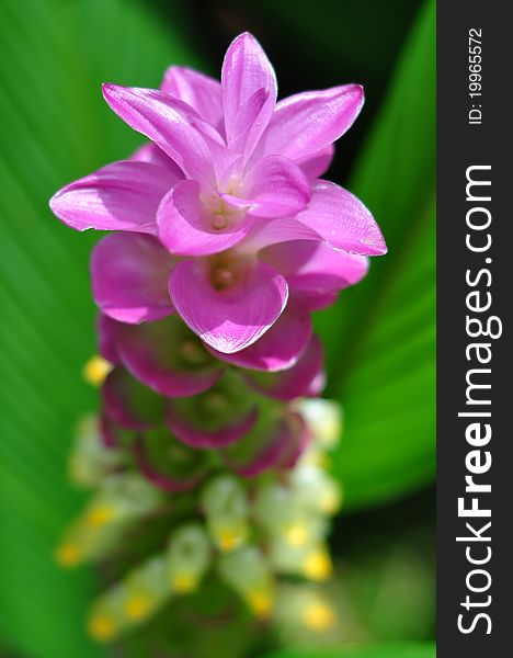 A pink flower called Kra jaew in Tad Ton national park in Thailand. A pink flower called Kra jaew in Tad Ton national park in Thailand