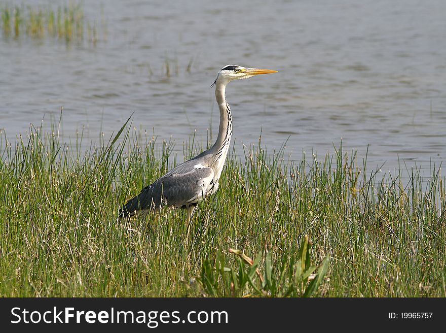 Common heron is a wild migratory bird with a long yellow beak and grey plumage. It height is between 85 centimeters to one meter. Common heron is a wild migratory bird with a long yellow beak and grey plumage. It height is between 85 centimeters to one meter