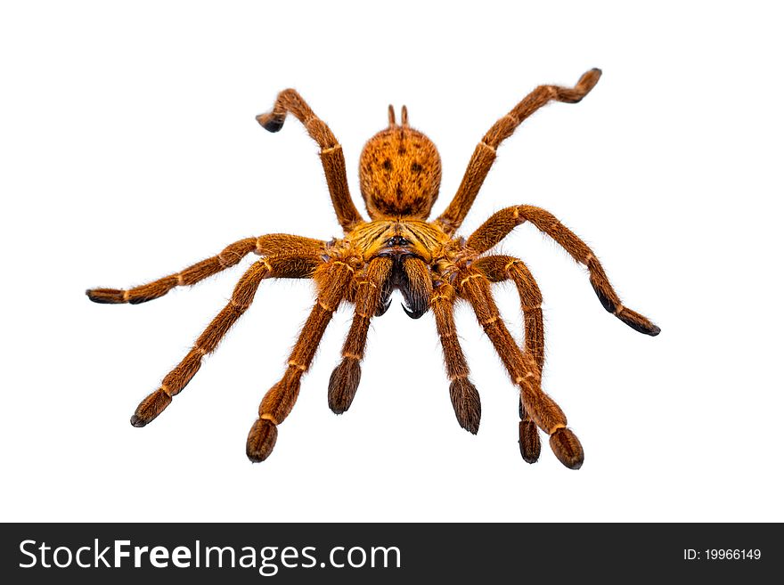 Huge Hairy Orange Spider isolated on white. Huge Hairy Orange Spider isolated on white