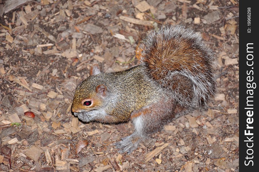 Wild squirrel in the park