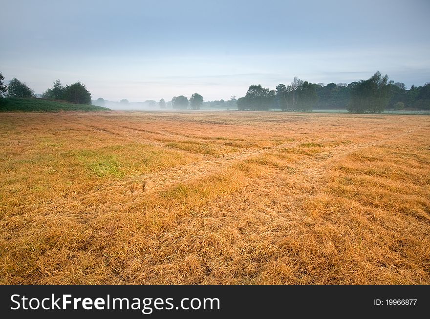 Mist on the field during summer morning.