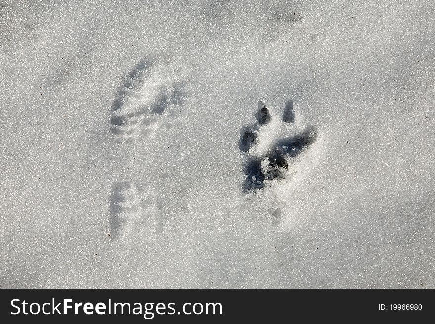 A funny foot prints of man and animals in the snow