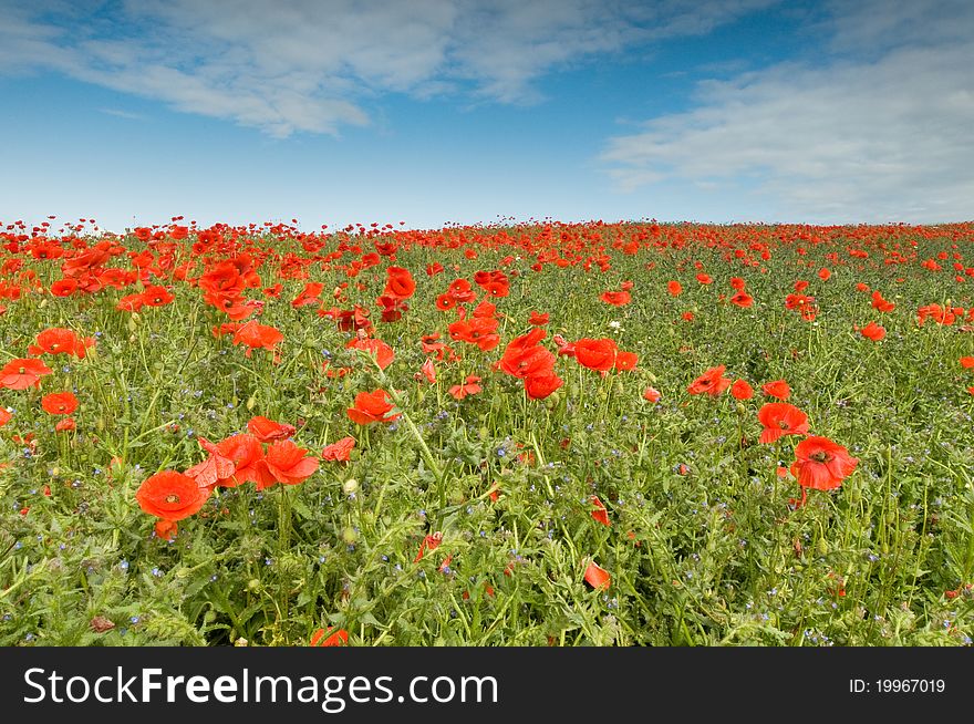 A field full of poppies during summer