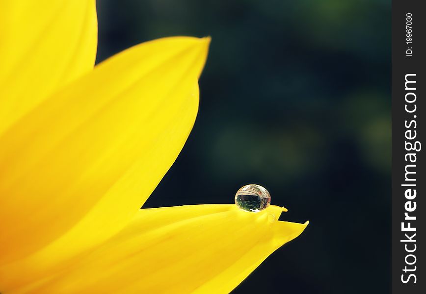 A drop in a petal of a sunflower with the garden as a background