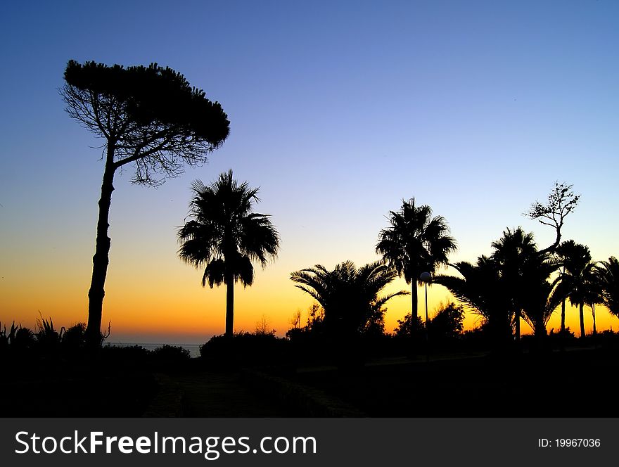 Silhouttes of palm trees in a sunset at the beach