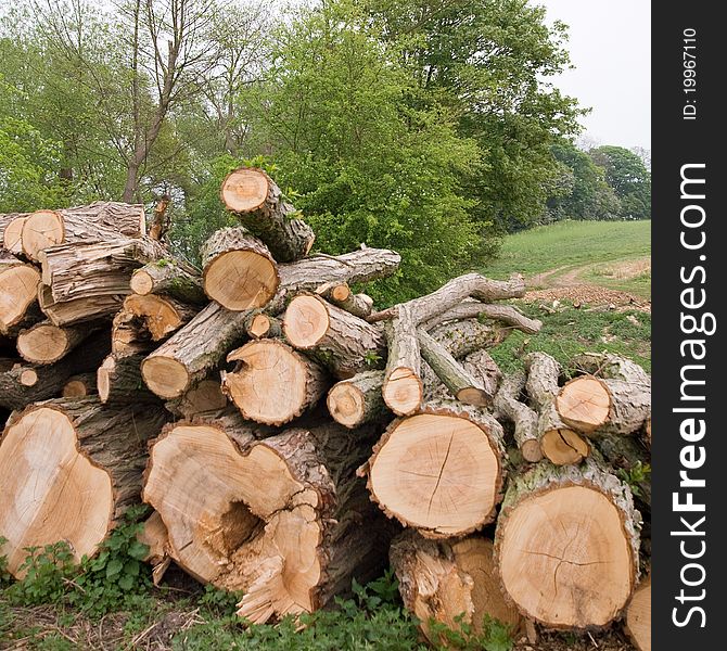 Pile of stumps in the wood