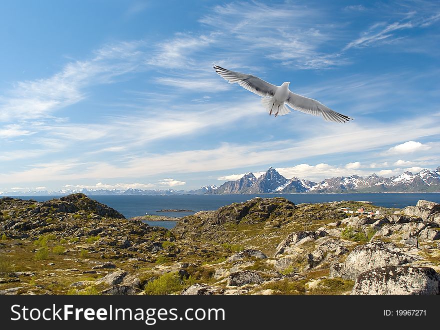 Gull Over The Norwegian Island