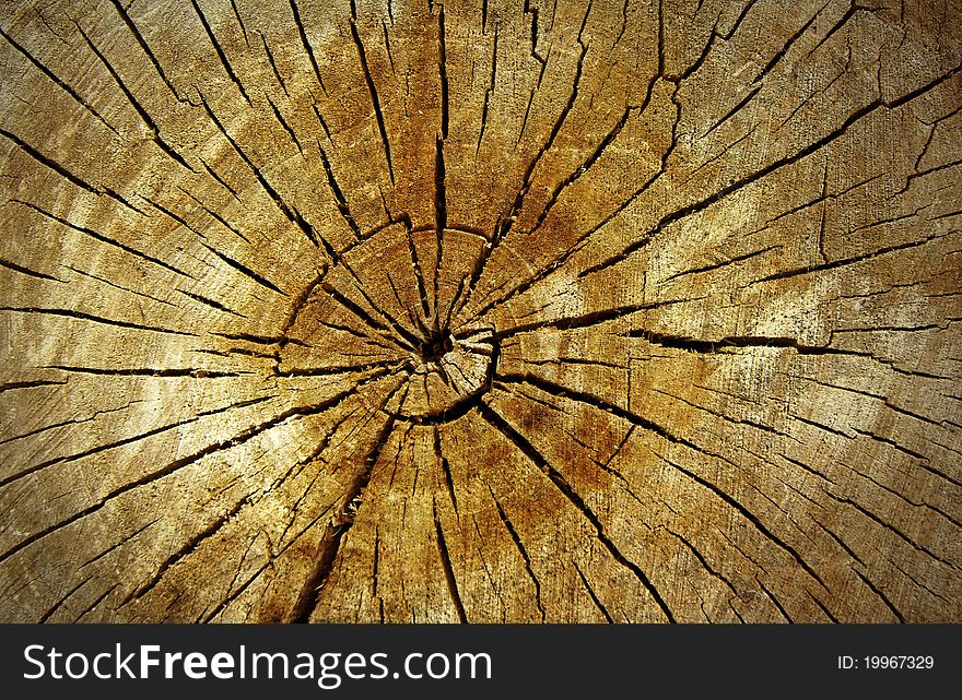 Wooden cut texture with cracked lines. Wooden cut texture with cracked lines.