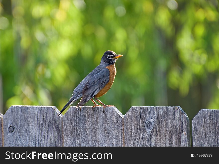 Closeup of robin sitting on a fence in Kansas yard
