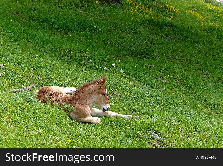 Horse relaxing on the Vall de Nuria. Horse relaxing on the Vall de Nuria