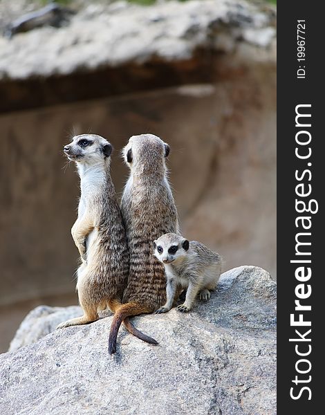 Family of meerkats on sentry. Family of meerkats on sentry