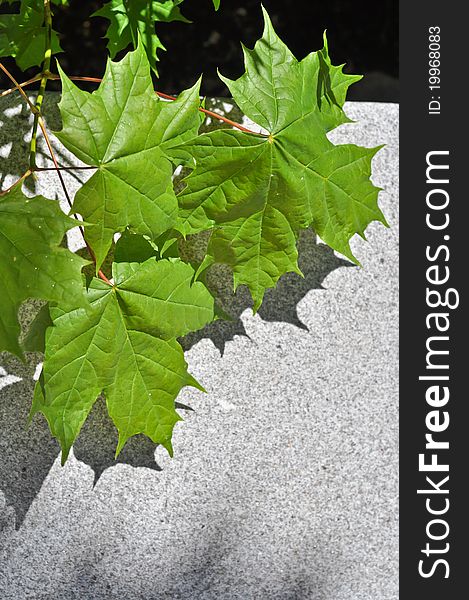 Green maple leaves on a concrete slab