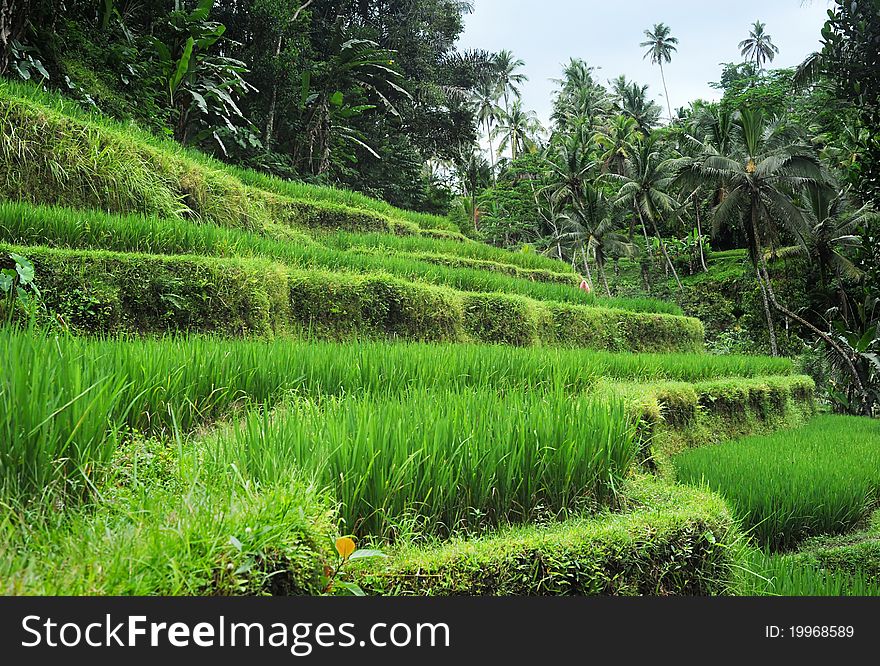 Rice field in tropical forest in Bali, Indonesia