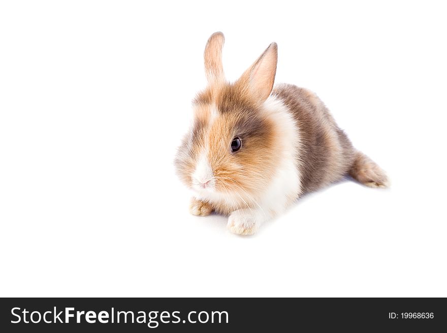 Photo of adorable dwarf rabbit with lion's head on white isolated background