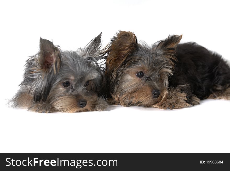 Yorkshire puppies on white background