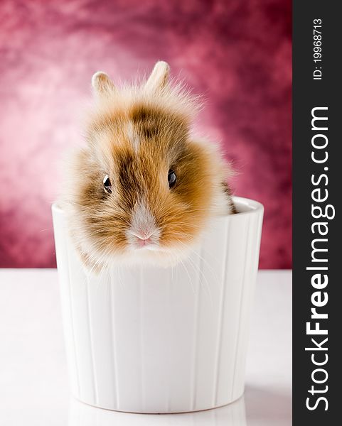 Photo of adorable dwarf rabbit with lion's head on white isolated background