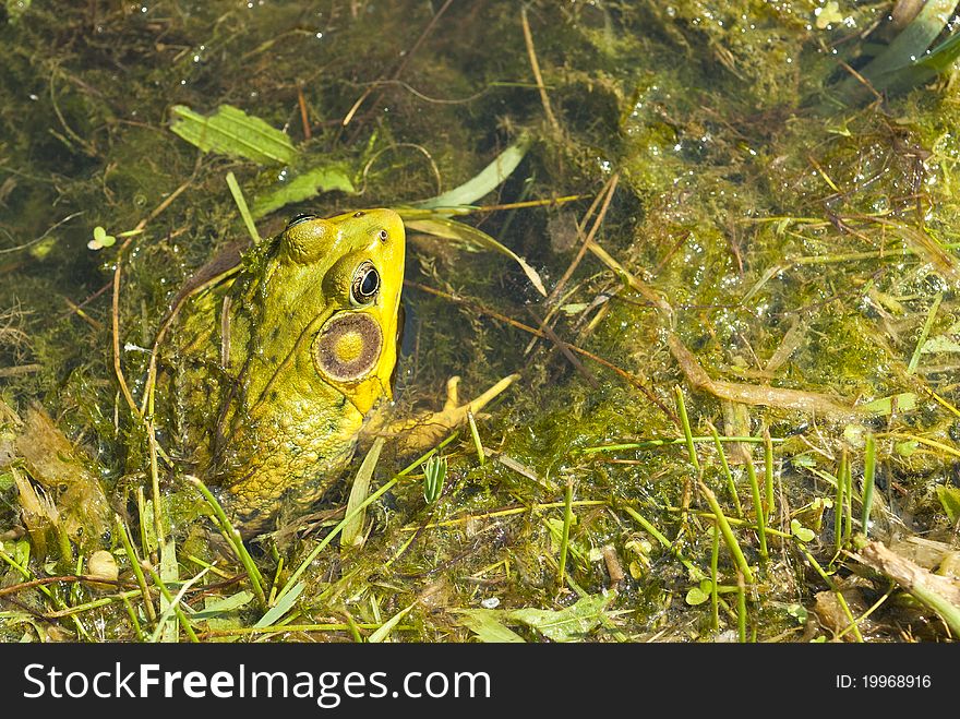 Yellow green frog in a outdoor pond. Yellow green frog in a outdoor pond.