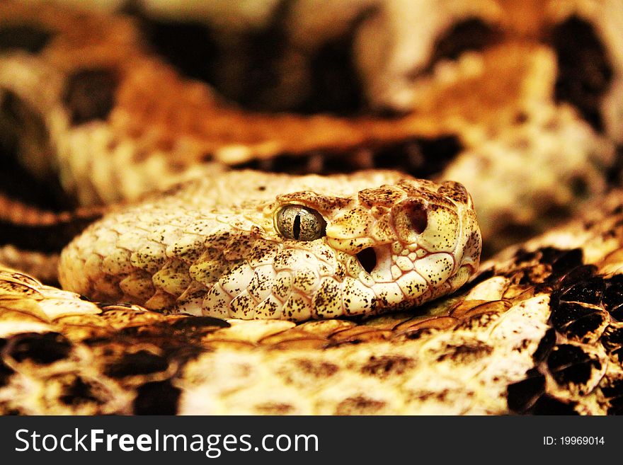 Rattlesnake head curled up on body.