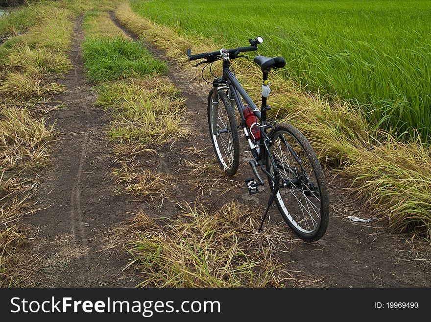Bike in the green rice meadow.