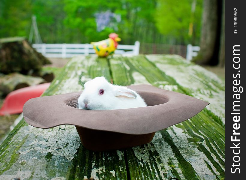 Baby white rabbit in a hat. Baby white rabbit in a hat.