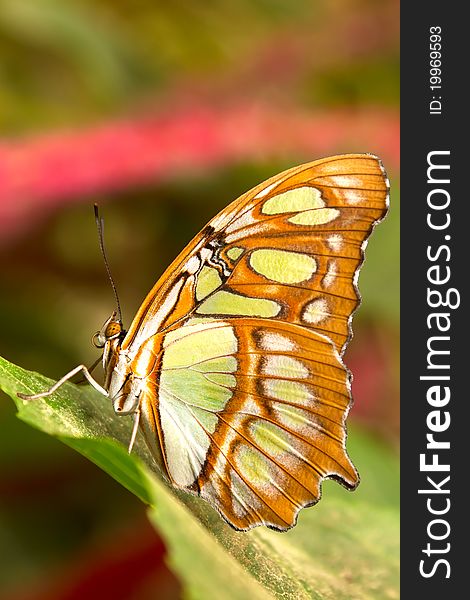 Close-up shot of a colorful butterfly in the garden.