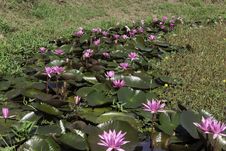 Water Lilies Royalty Free Stock Photography Water Lilies Royalty Free Stock Photography