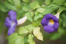 Chgagnag Purple Flowers Royalty Free Stock Images Chgagnag Purple Flowers Royalty Free Stock Images