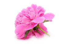 Beautiful Pink Peony Royalty Free Stock Photo