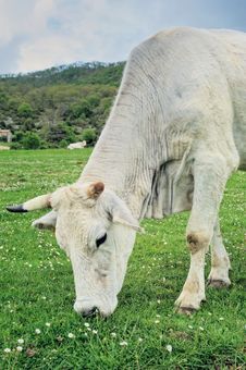 White Cow Stock Photography
