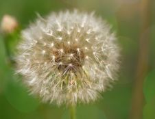 White Dandelion On Green Background With Bokeh Stock Image