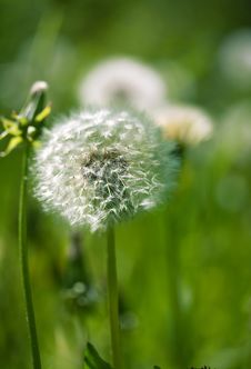 White Dandelion On A Green Background Royalty Free Stock Image White Dandelion On A Green Background Royalty Free Stock Image