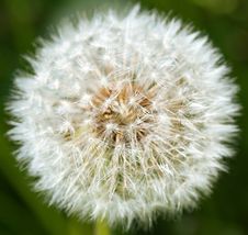 Closeup Of White Dandelion On A Green Background Royalty Free Stock Images Closeup Of White Dandelion On A Green Background Royalty Free Stock Images