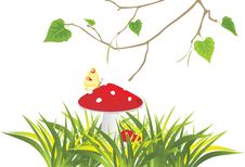 Fly Agaric Mushrooms In Grass And Birch Sprig Stock Image Fly Agaric Mushrooms In Grass And Birch Sprig Stock Image